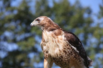 Red-tailed Hawk
