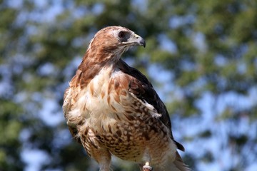 Red-tailed Hawk