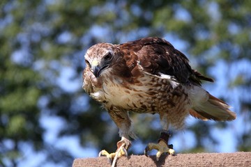 Red-tailed Hawk
