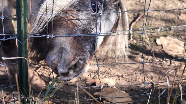 Clip of adorable Shetland pony trying to eat some straw hay through the fence. Shot in 4k 60fps and slowed down to 30fps.