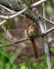 Chipmunk