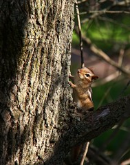 Chipmunk