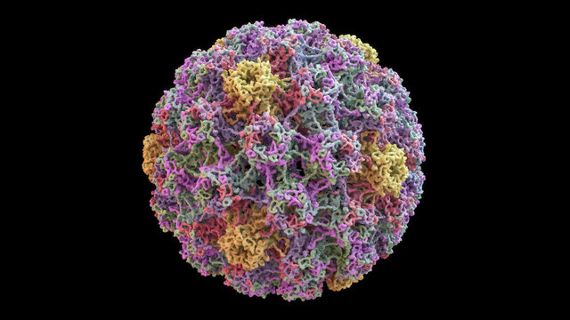 3D CG rendered image of scientifically accurate Human Papilloma Virus (HPV) Capsid Structure based on PDB : 3J6R (surface style)