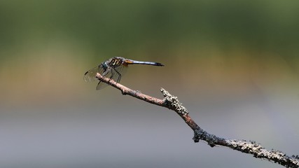 Dragonfly