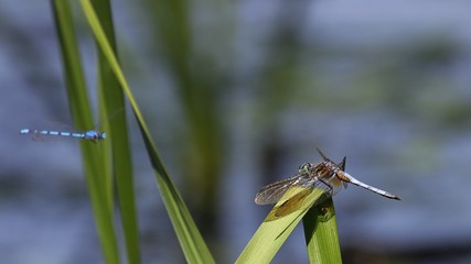 Dragonfly