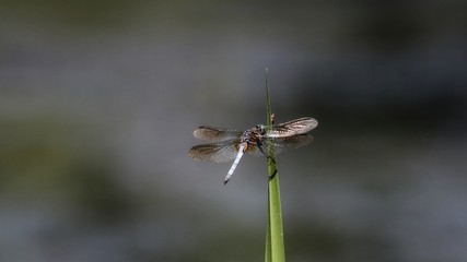 Dragonfly
