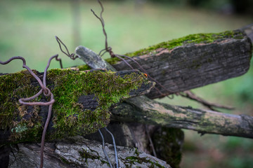 Natural hand made fence made of wooden tree brenches. Close up view of village fence with moss on wooden surface.
