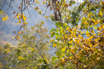 Forest trees in Autumn. Scenery with rays of warm light . Azerbaijan