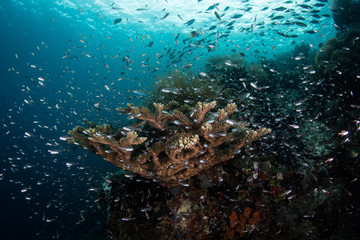 Fototapeta na wymiar Schooling Fish Hover Over a Healthy Reef in Raja Ampat