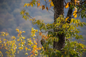 Forest trees in Autumn. Scenery with rays of warm light . Azerbaijan
