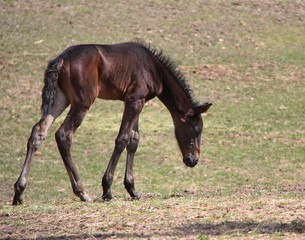 Fototapeta premium Young Horse