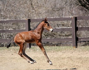 Obraz premium Young Horse