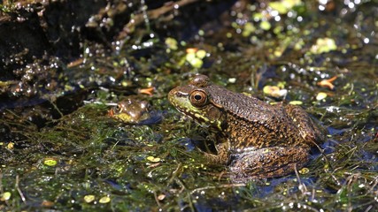Frog