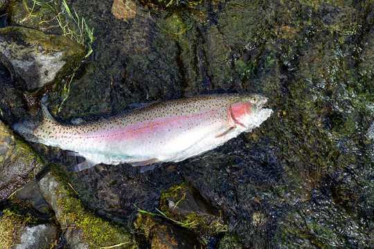 Rainbow trout landed in shallow part of river bed with bright sunshine reflection