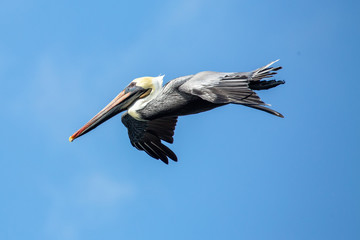 pelican on blue sky