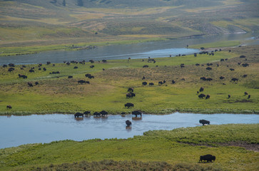 Fototapeta na wymiar A large herd of bison graze in Yellowstone National Park