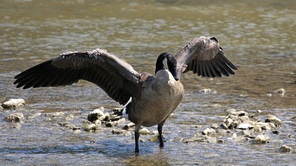 Canadian Goose