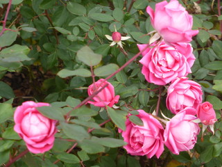 市川市のピンクのバラ