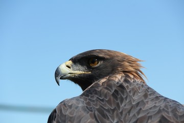 Golden Eagle