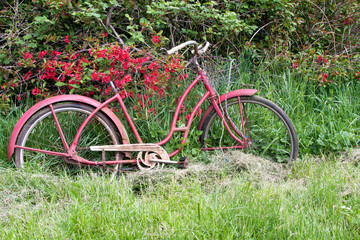Fototapeta premium An old-fashioned bicycle surrounded by flowers