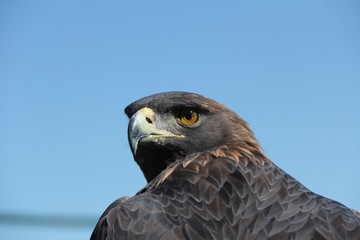 Golden Eagle