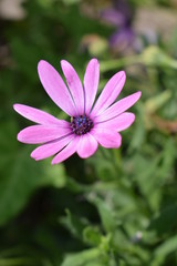 Różowo-fioletowy kwiat