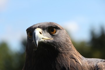 Golden Eagle