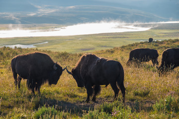 Two bison touch horns in a show of dominance in Yellowstone National Park
