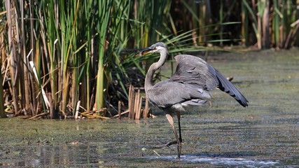 Great Blue Heron