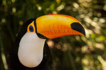 Toucan in the nature