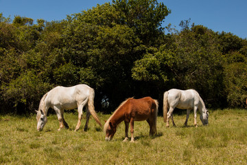 Naklejka na ściany i meble horses in the field