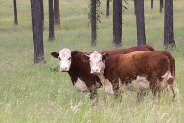 Two Hereford Cows standing together in a pasture