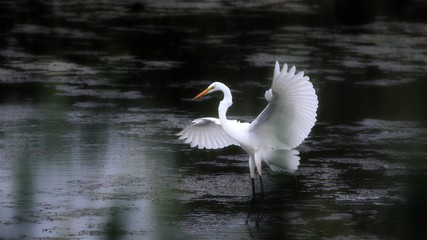 Great Egret