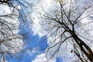 branches of tree and blue sky with clouds
