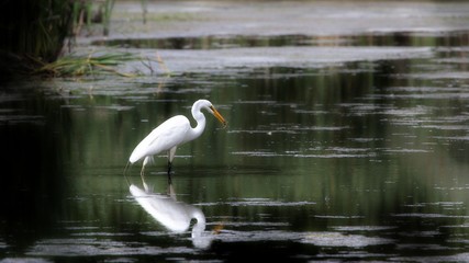 Great Egret