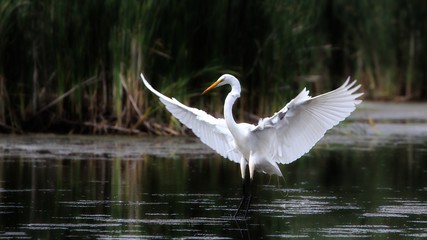 Great Egret