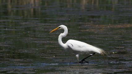 Great Egret