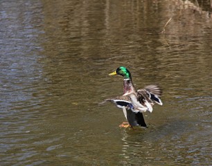 Mallards
