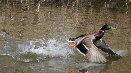 Mallards