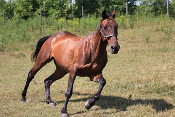 Fototapeta premium Horse