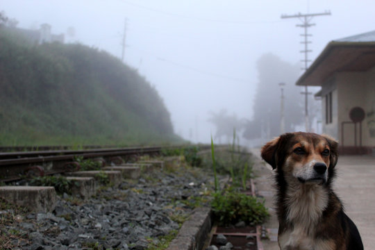 perro cafe cerca a vias ferroviarias, vias de tren