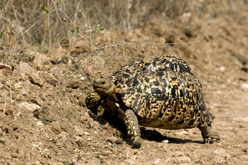 Leopard Tortoise in South Africa