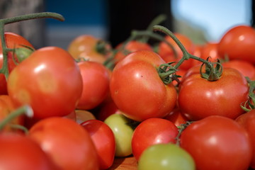 Fresh red tomatoes in the farm