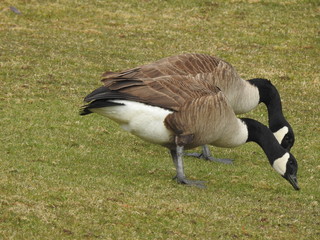 Canadian Geese Eating
