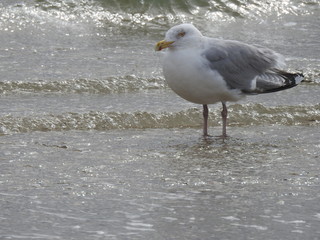 Sea Gull Standing in the Ocean