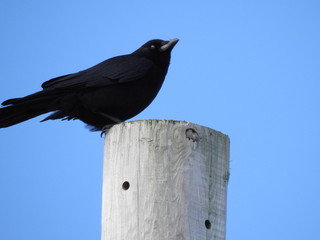 Black Bird Perched on Dock Piling