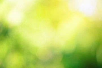 Obraz premium Beautiful green bokeh background.