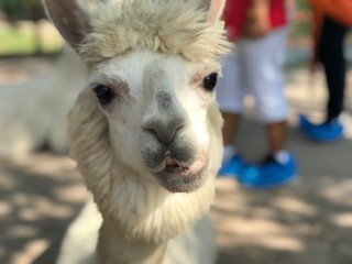 Obraz premium Alpaca's smile