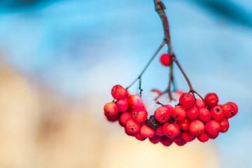 Natural winter frozen red  rowan berries 