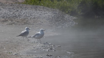 Ring-billed Gull (Seagull)